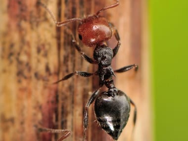 Acrobat Ants