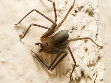 Brown Recluse Spiders