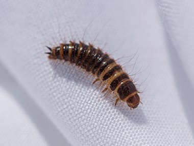 Carpet Beetle Larvae