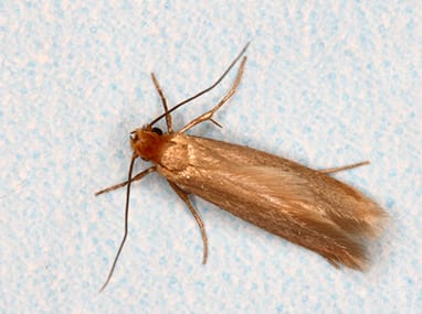 Case Making Clothes Moths