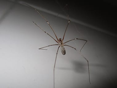 Cellar Spiders