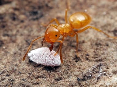 Citronella Ants