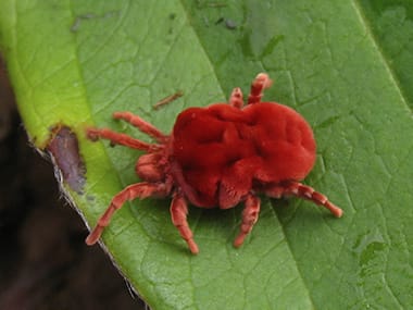 Clover Mites