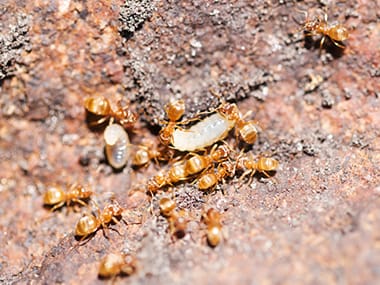 Thief Ants