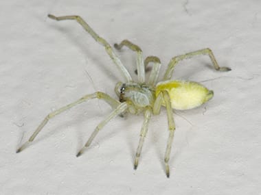 Yellow Sac Spiders