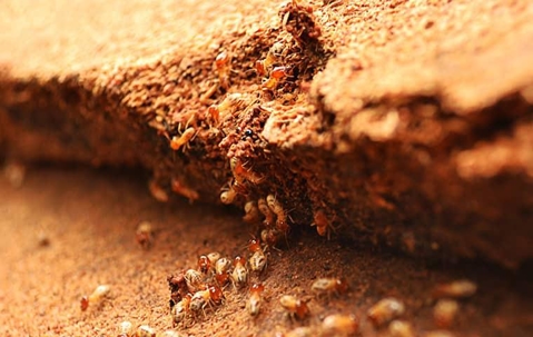 termites damaging wood