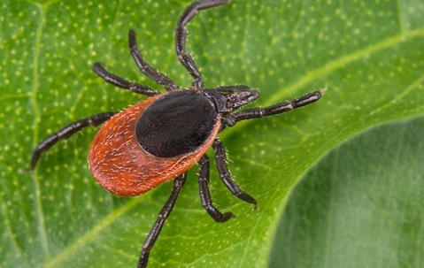 deer tick crawling on a leaf