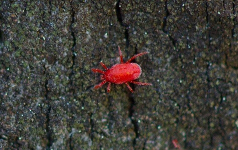 a clover mite crawling on a tree in teh backyard