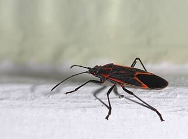 box elder bug on a wall