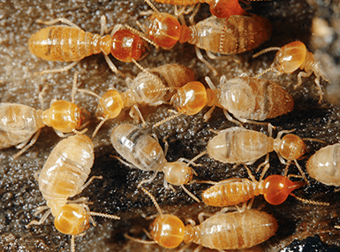 termites up close in illinois
