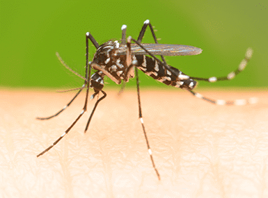 mosquito bite