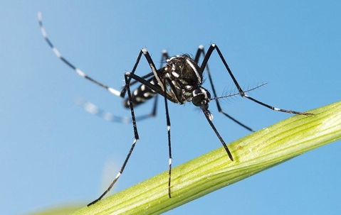 an asian tiger mosquito that landed on a leaf