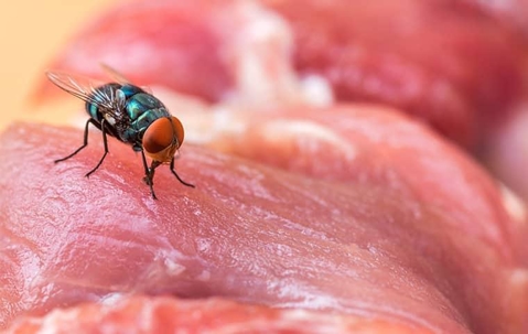 fly on raw meat