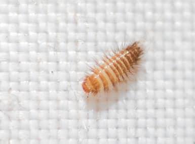 carpet beetle on white background