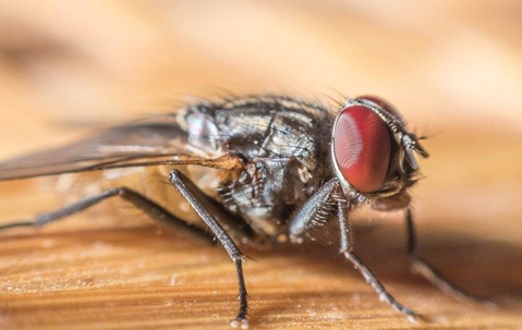 cluster fly on wood