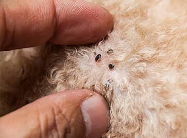a colony of fleas infesting the long haired coat of a pet in a streator home