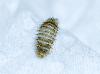 carpet beetle larvae