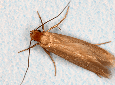 case-making clothes moth up close