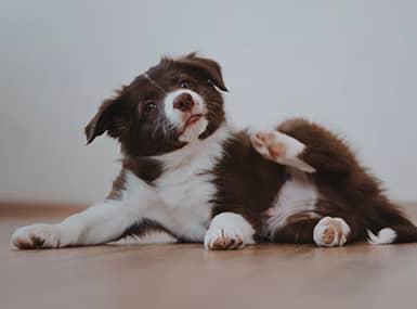 dog scratching his neck