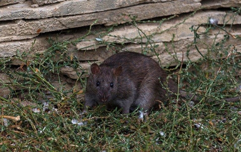 dark rat near rock wall
