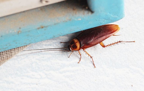 cockroach on the ground