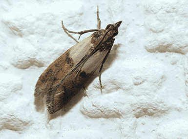 indian meal moth up close