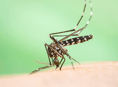 mosquito biting streator resident
