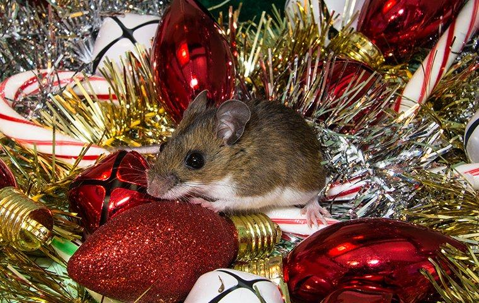 mouse on christman tree