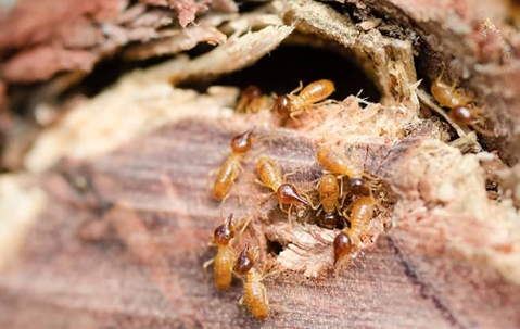 a colony of termites swarming on a wooden structure on a peoria home