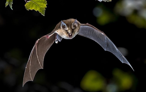 bat flying