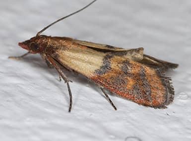 Indian meal moth