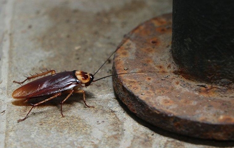 cockroach