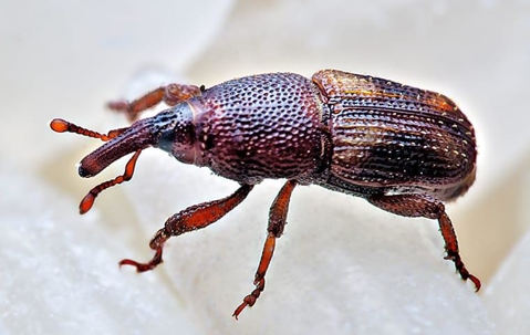 a rice weevil prowling through a quad city pantry