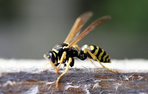 a bold faced hornet crawling on wood