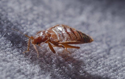 bed bug on fabric