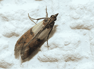 pantry pest