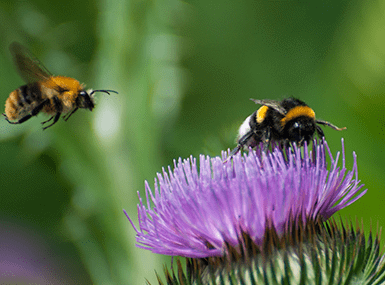 two bees on flower
