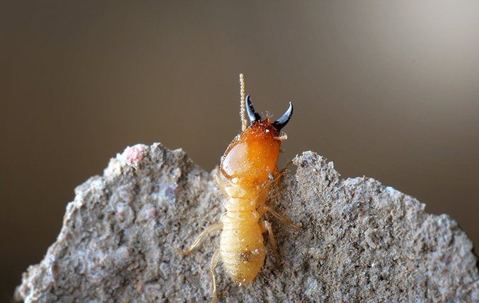 a termite climbing on a nest