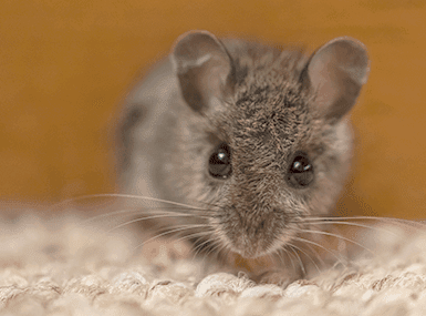 mouse in illinois home
