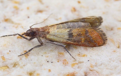 indean meal moths have infested a quad city kitchen during fall season
