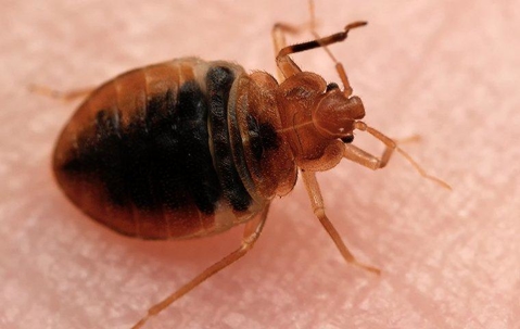 bed bug up close on skin