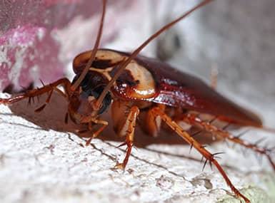 cockroach in illinios home