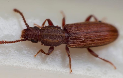 saw toothed grain beetle in bettendorf home