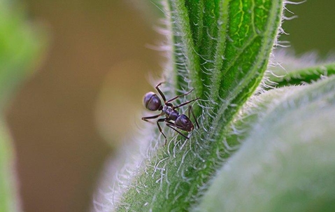 ant on plant