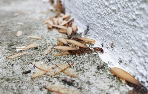 termite swarmers