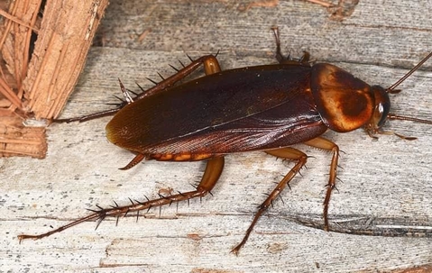 cockroach