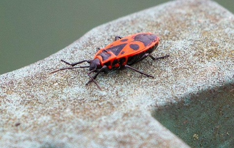 Boxelder Bugs