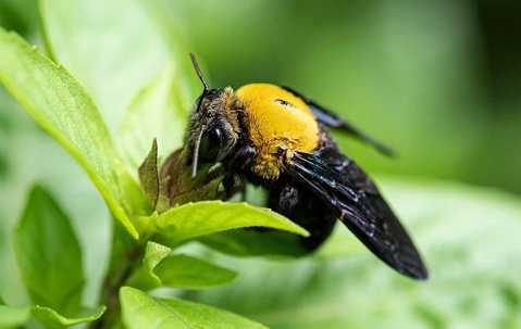 a carpenter bee on a flower