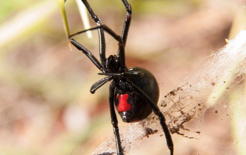 black widow