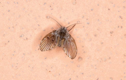 a little drain fly on a wall